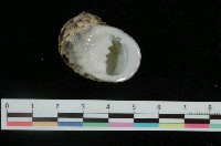 藏品(粗紋蜑螺)的圖片